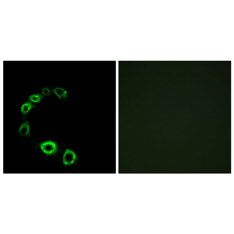 Immunofluorescence - Anti-GPR175 Antibody (G313) - Antibodies.com