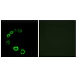 Immunofluorescence - Anti-GPR175 Antibody (G313) - Antibodies.com