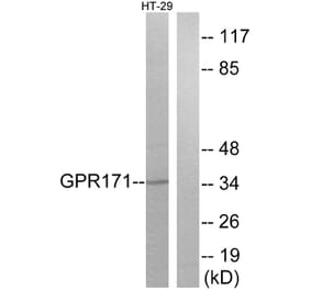 Western Blot - Anti-GPR171 Antibody (G310) - Antibodies.com