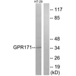 Western Blot - Anti-GPR171 Antibody (G310) - Antibodies.com