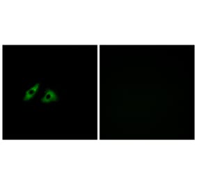 Immunofluorescence - Anti-GPR152 Antibody (G303) - Antibodies.com