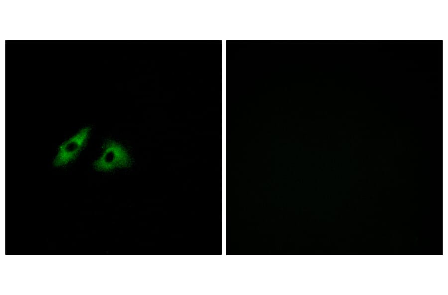 Immunofluorescence - Anti-GPR152 Antibody (G303) - Antibodies.com