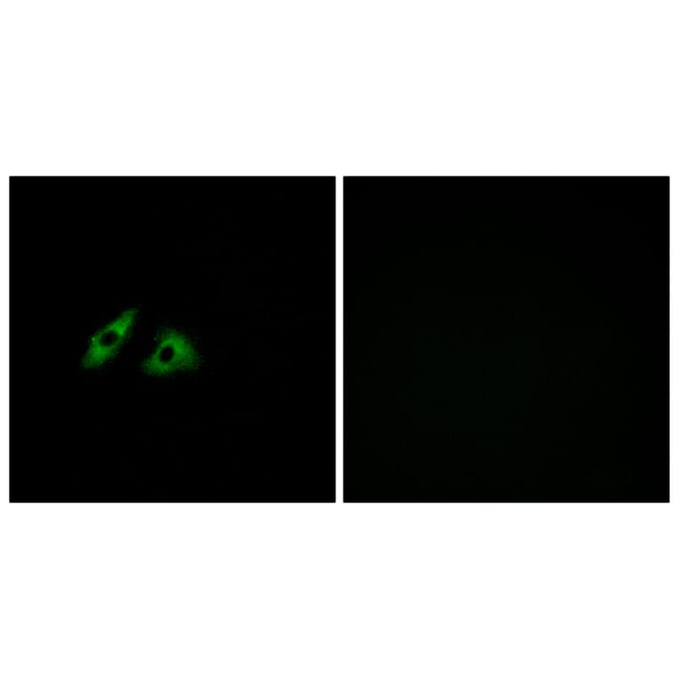 Immunofluorescence - Anti-GPR152 Antibody (G303) - Antibodies.com