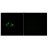 Immunofluorescence - Anti-GPR152 Antibody (G303) - Antibodies.com