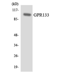 Western Blot - Anti-GPR133 Antibody (R12-2829) - Antibodies.com