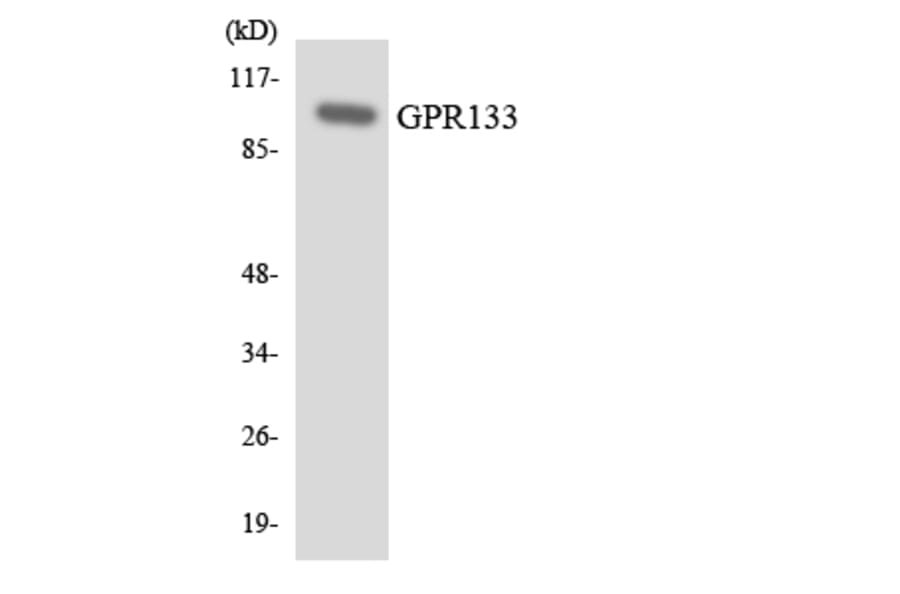 Western Blot - Anti-GPR133 Antibody (R12-2829) - Antibodies.com