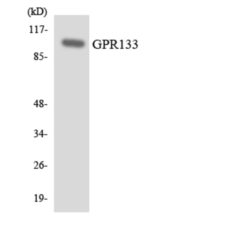 Western Blot - Anti-GPR133 Antibody (R12-2829) - Antibodies.com