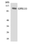 Western Blot - Anti-GPR133 Antibody (R12-2829) - Antibodies.com