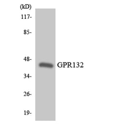 Western Blot - Anti-GPR132 Antibody (R12-2828) - Antibodies.com