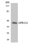 Western Blot - Anti-GPR132 Antibody (R12-2828) - Antibodies.com