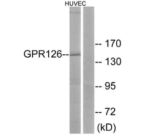 Western Blot - Anti-GPR126 Antibody (G290) - Antibodies.com