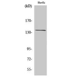 Western Blot - Anti-GPR126 Antibody (G290) - Antibodies.com