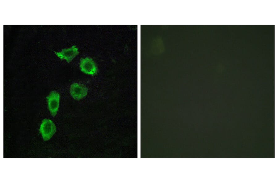 Immunofluorescence - Anti-GPR123 Antibody (G287) - Antibodies.com