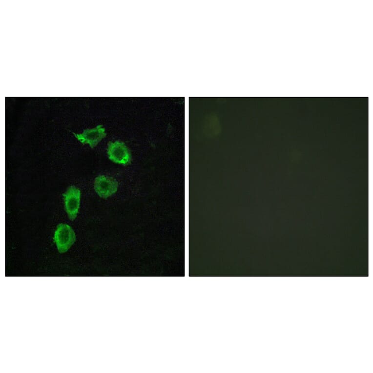 Immunofluorescence - Anti-GPR123 Antibody (G287) - Antibodies.com