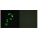 Immunofluorescence - Anti-GPR123 Antibody (G287) - Antibodies.com