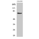 Western Blot - Anti-GPR115 Antibody (G285) - Antibodies.com