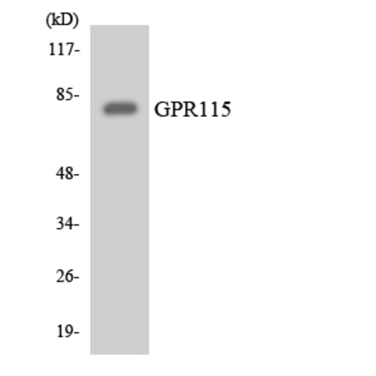 Western Blot - Anti-GPR115 Antibody (R12-2826) - Antibodies.com