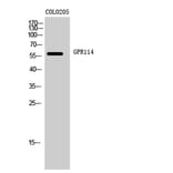Western Blot - Anti-GPR114 Antibody (G284) - Antibodies.com