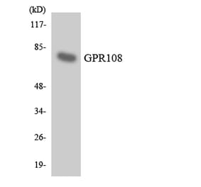 Western Blot - Anti-GPR108 Antibody (R12-2823) - Antibodies.com