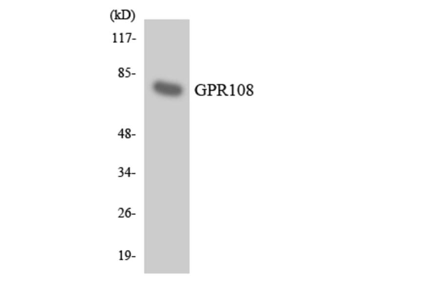 Western Blot - Anti-GPR108 Antibody (R12-2823) - Antibodies.com