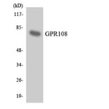 Western Blot - Anti-GPR108 Antibody (R12-2823) - Antibodies.com