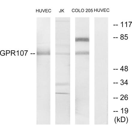 Western Blot - Anti-GPR107 Antibody (G279) - Antibodies.com