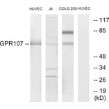 Western Blot - Anti-GPR107 Antibody (G279) - Antibodies.com