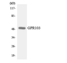 Western Blot - Anti-GPR103 Antibody (R12-2820) - Antibodies.com