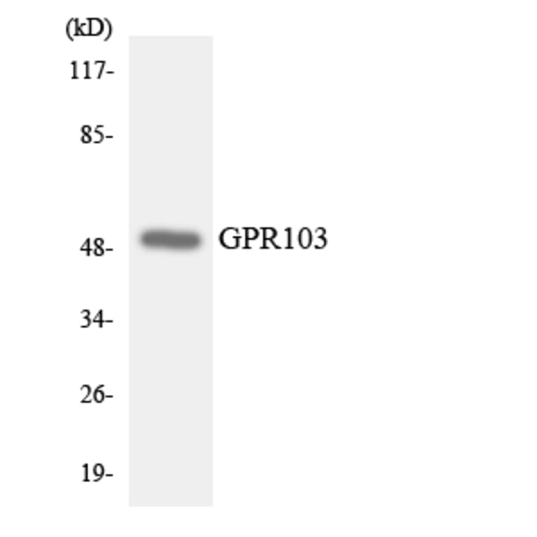 Western Blot - Anti-GPR103 Antibody (R12-2820) - Antibodies.com
