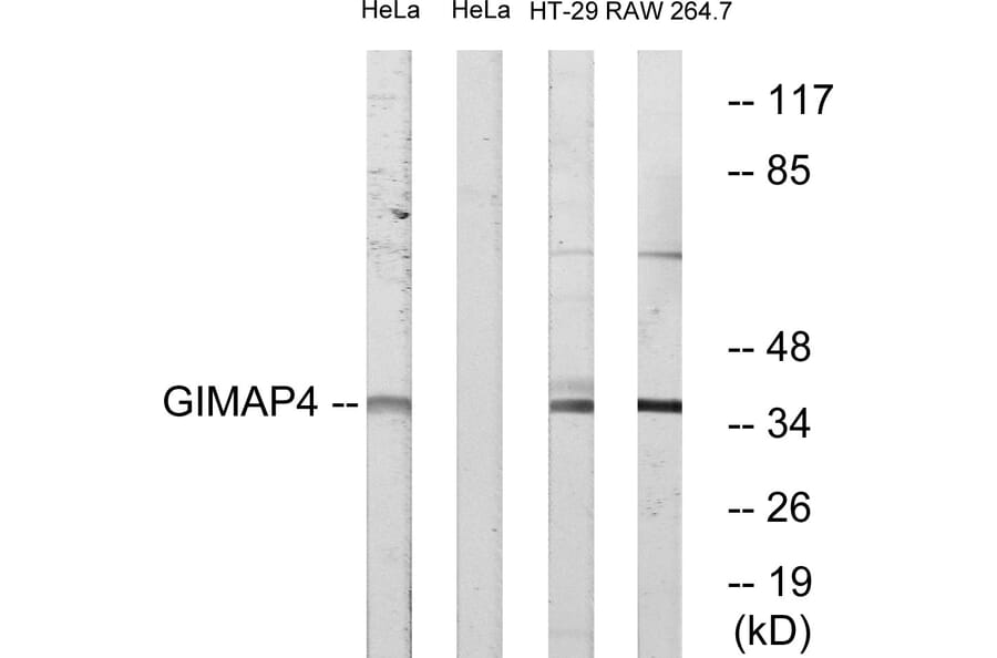 Western Blot - Anti-GIMAP4 Antibody (C16004) - Antibodies.com