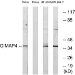 Western Blot - Anti-GIMAP4 Antibody (C16004) - Antibodies.com