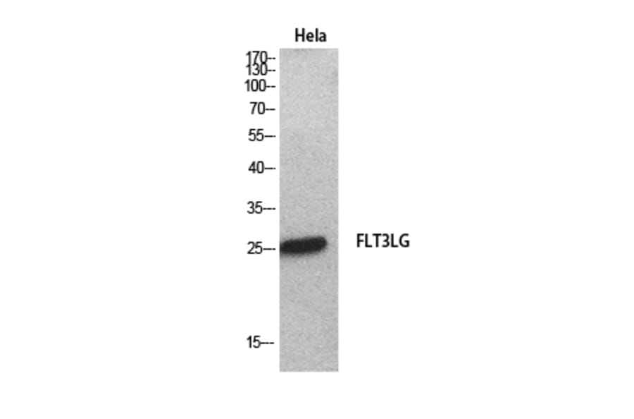 Western Blot - Anti-FLT3LG Antibody (C30133) - Antibodies.com