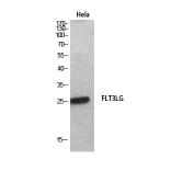 Western Blot - Anti-FLT3LG Antibody (C30133) - Antibodies.com