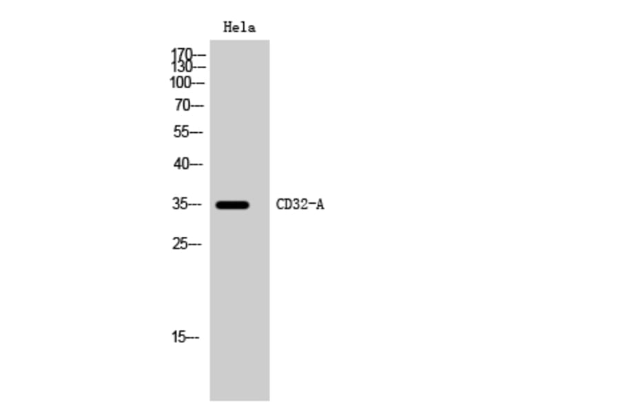 Western Blot - Anti-FCGR2A Antibody (C21265) - Antibodies.com