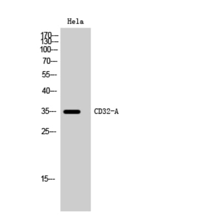 Western Blot - Anti-FCGR2A Antibody (C21265) - Antibodies.com