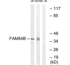 Western Blot - Anti-FAM84B Antibody (C11509) - Antibodies.com