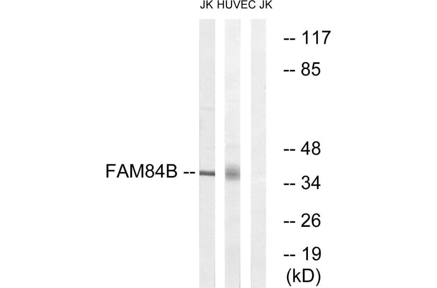 Western Blot - Anti-FAM84B Antibody (C11509) - Antibodies.com