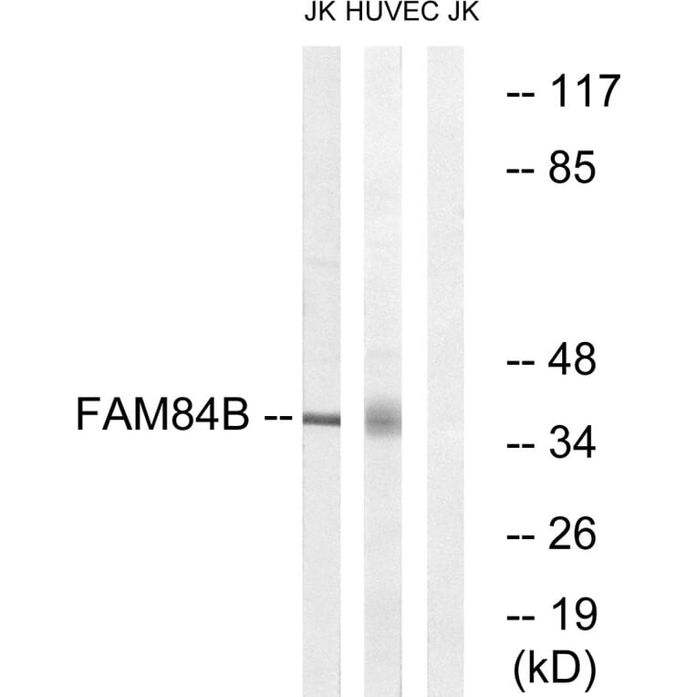 Western Blot - Anti-FAM84B Antibody (C11509) - Antibodies.com