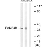 Western Blot - Anti-FAM84B Antibody (C11509) - Antibodies.com