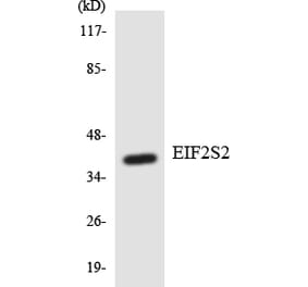 Western Blot - Anti-EIF2S2 Antibody (R12-2741) - Antibodies.com