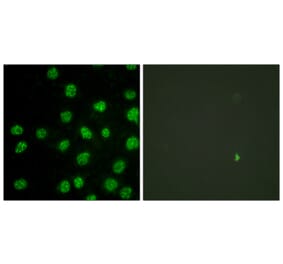 Immunofluorescence - Anti-DNA-PK Antibody (B0906) - Antibodies.com
