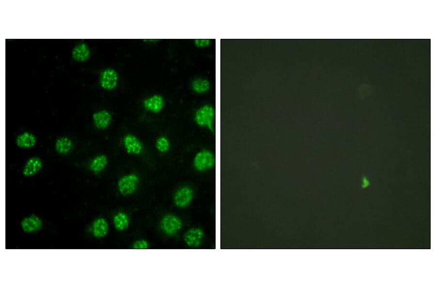Immunofluorescence - Anti-DNA-PK Antibody (B0906) - Antibodies.com
