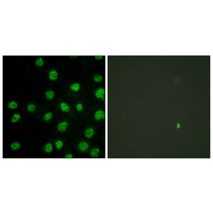 Immunofluorescence - Anti-DNA-PK Antibody (B0906) - Antibodies.com