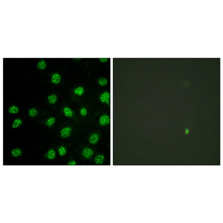 Immunofluorescence - Anti-DNA-PK Antibody (B0906) - Antibodies.com