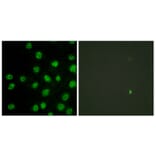 Immunofluorescence - Anti-DNA-PK Antibody (B0906) - Antibodies.com