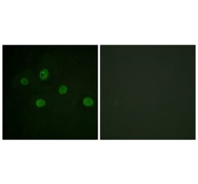 Immunofluorescence - Anti-DNA-PK Antibody (B0907) - Antibodies.com
