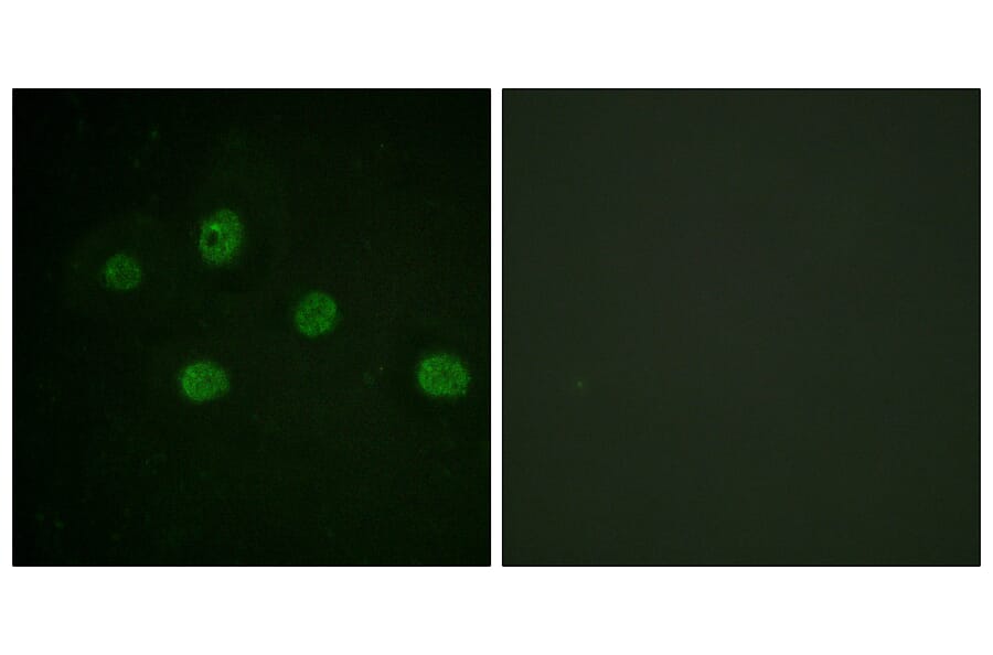 Immunofluorescence - Anti-DNA-PK Antibody (B0907) - Antibodies.com