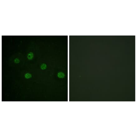 Immunofluorescence - Anti-DNA-PK Antibody (B0907) - Antibodies.com