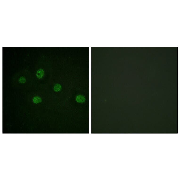 Immunofluorescence - Anti-DNA-PK Antibody (B0907) - Antibodies.com