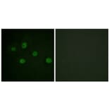 Immunofluorescence - Anti-DNA-PK Antibody (B0907) - Antibodies.com